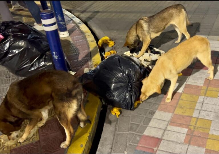 PROPUESTA #10: De los perros y los gatos que no queremos hacernos cargo